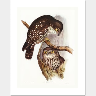 Winking Owl (Athene connivers) Posters and Art